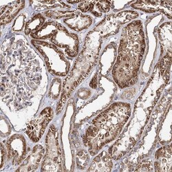Cyclophilin 40 Antibody, Novus Biologicals:Antibodies:Primary Antibodies